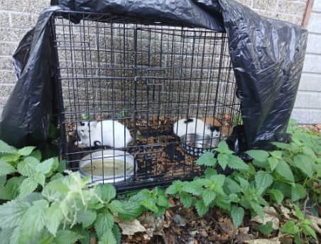 The abandoned Kittens