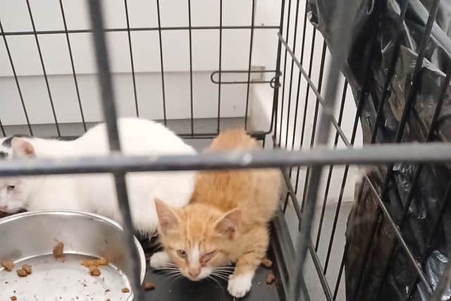 Kittens dumped in car park.