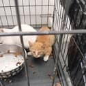 Kittens dumped in car park. 