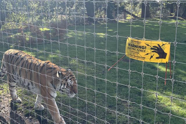 Siberian tiger Tshcuna in the Land of the Tigers enclosure at Yorkshire Wildlife Park in Doncaster (PA)