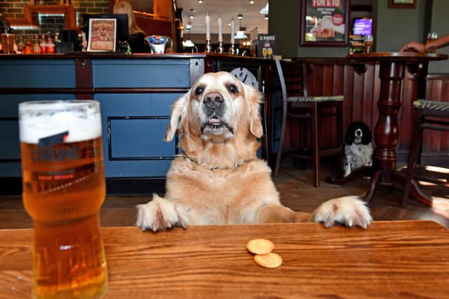 Murphy the pub dog is a local celebrity.
Tim Thursfield/Iconic Media Group