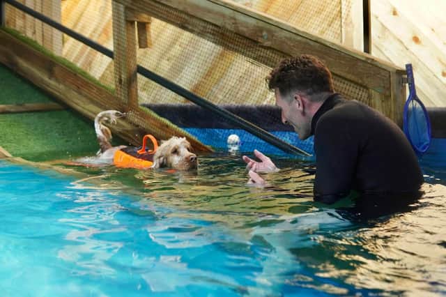Mia enjoying a swim at K9 Anytime's swimming pool in Weston-under-Lizard