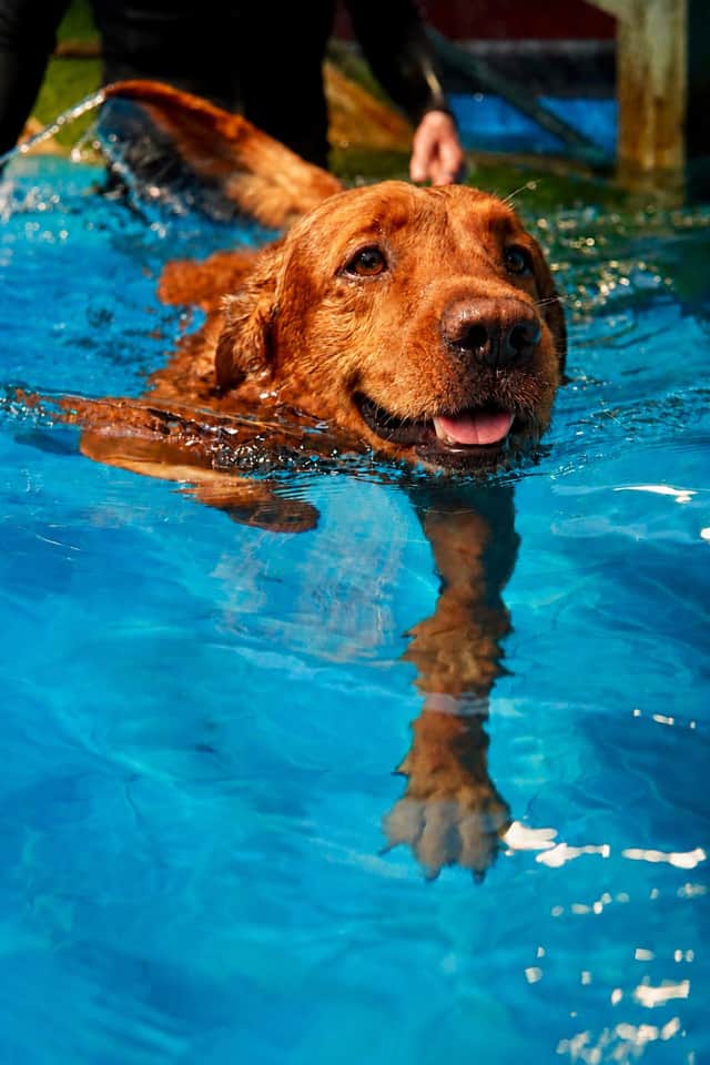 Fudge enjoying a swim at K9 Anytime's swimming pool in Weston-under-Lizard