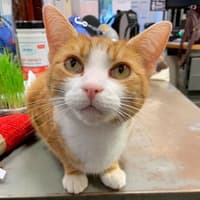 Tributes paid to much-loved Stourbridge town centre cat Leo after tragic death
