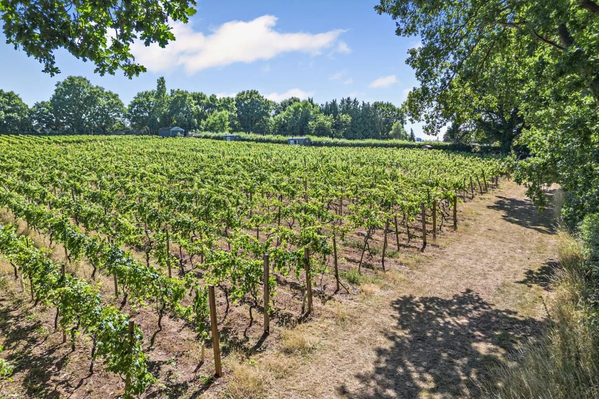 One of UK's oldest vineyards put on the market
