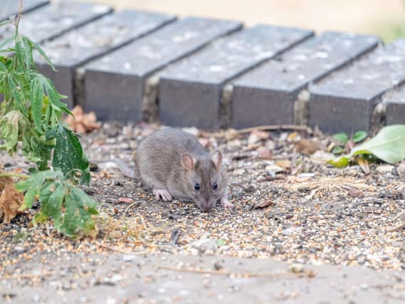 Brown rat
