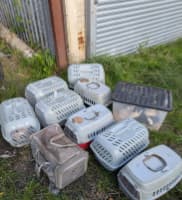 RSPCA urgently appeal for West Midlands homes due to cat crisis
