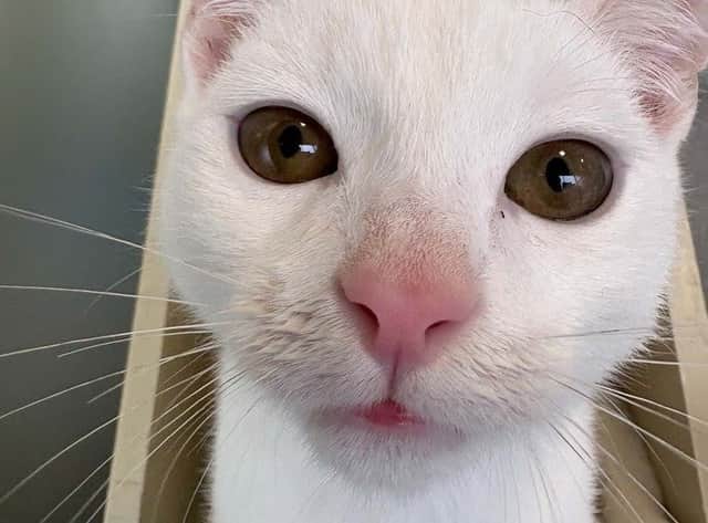 Among the cats currently looking for homes in Birmingham is Sparky