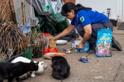 808 cats have already been taken in at the RSPCA's Birmingham Animal Centre in Frankley this year