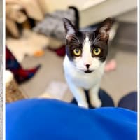 Faces of felines up for adoption amidst Birmingham RSPCA 'cat crisis'