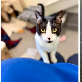 Faces of felines up for adoption amidst Birmingham RSPCA 'cat crisis'