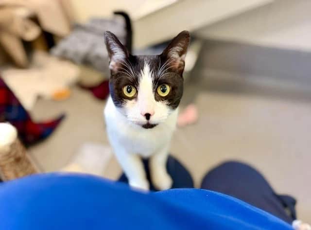 Two-year-old Figaro is also searching for a new home