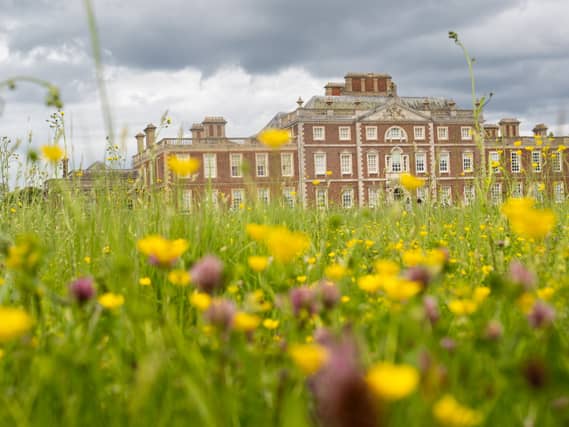 Wildflower meadow with yellow flowers, with Wimpole Hall red brick stately home in background