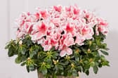 From colourful seasonal flower bouquets to pretty plants that last well beyond the occasion, Bunches has a range of autumn bouquets that make thoughtful November birthday gifts.