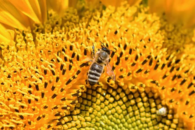 Bee friendly scheme buzzes into local Stafford Schools