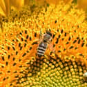 Bee friendly scheme buzzes into local Stafford Schools