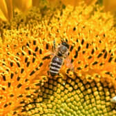 Bee friendly scheme buzzes into local Stafford Schools