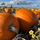 Pumpkins at Beech House Farm, Wolverhampton