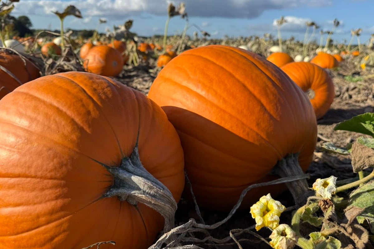 Wolverhampton pumpkin patch reschedules after-dark event due to Storm Austen