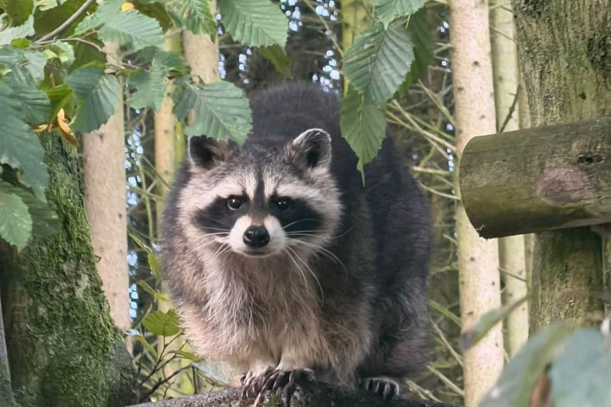 Telford zoo's mischievous raccoon Big Bear dies aged 13