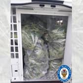 100 plants were seized from the address. Photo: West Midlands Police