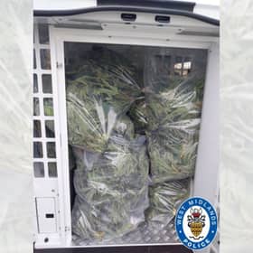100 plants were seized from the address. Photo: West Midlands Police