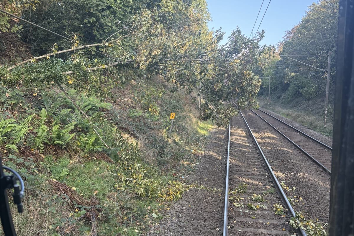 Tree On Rails Rail passengers warned of delays on Cross City line due to fallen tree