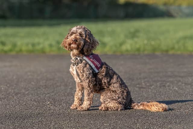 Cockapoo named Storm, who is Sanda Donally's hearing dog