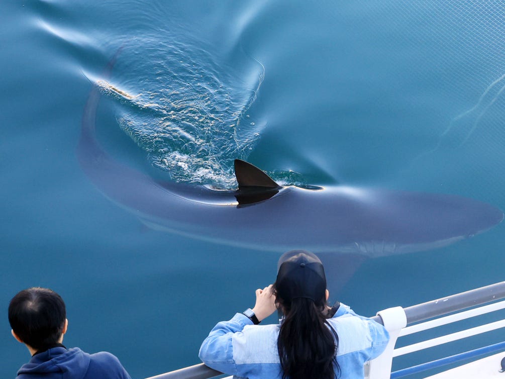 A shark swims in a canal of the North Port Waterfront Park in Busan