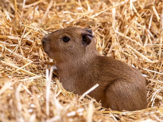 A capybara pup