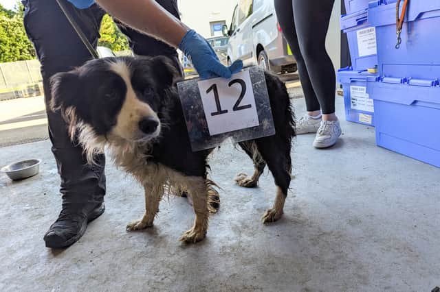 The pooch was the oldest of over a dozen pedigree Collies and a cat kept inside tiny metre-and-a-half-long cages
