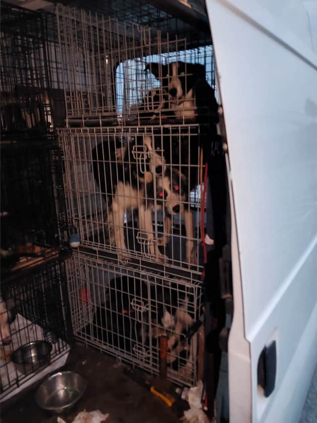 Dogs in crates inside the van before being rescued by the RSPCA.