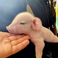 Real-life 'Babe' saved after falling off lorry on way to West Midlands slaughterhouse