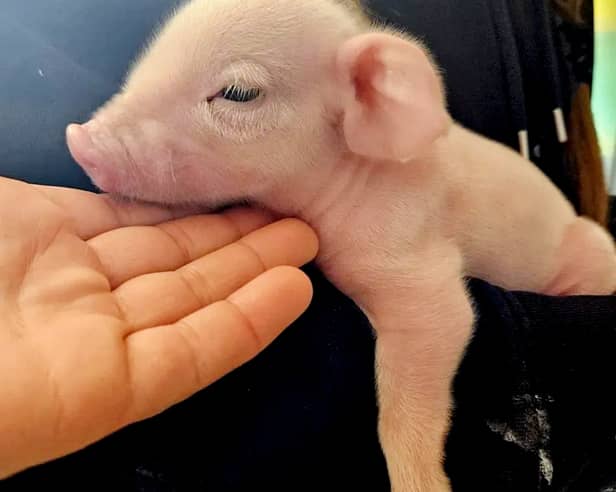 A piglet saved from the chop after being born on the way to the slaughterhouse has become a real-life Babe after being adopted by a kind farmer.