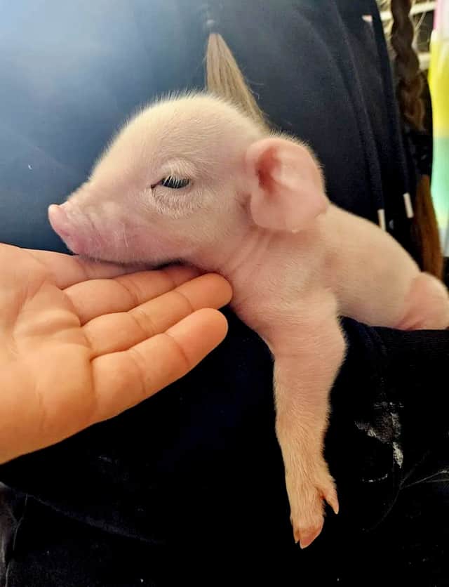 A piglet saved from the chop after being born on the way to the slaughterhouse has become a real-life Babe after being adopted by a kind farmer.