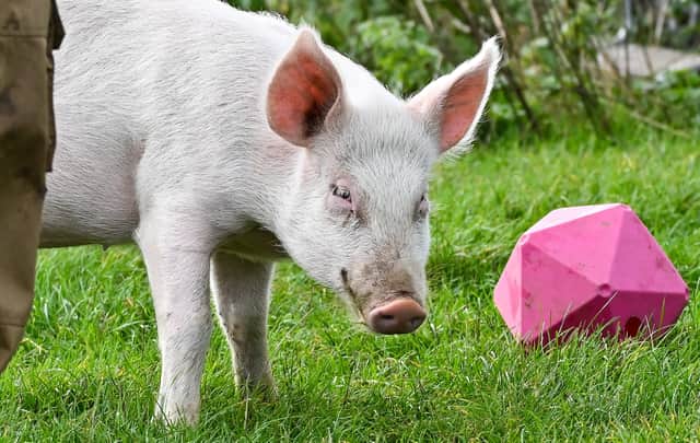 The Farm Animal Rescue Sanctuary at Wolverton has nursed a newborn piglet, now called Tom Bombadil, back to health after it was found injured in the road