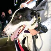 Droopys Aladdin after winning the 2026 ARC Laurels. 