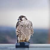 Peregrine falcon perched with Old Joe clocktower in background.