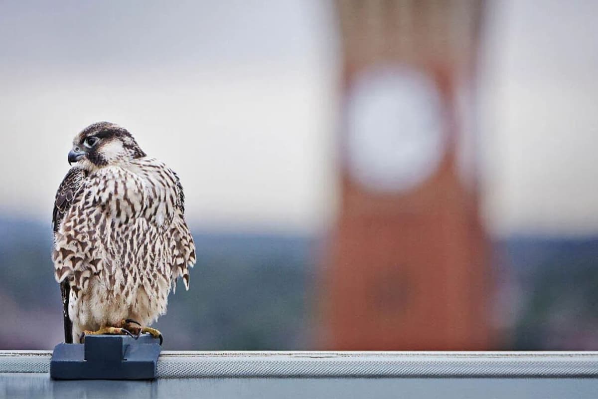 University of Birmingham unveils falcon nestbox livestream on iconic clock ...