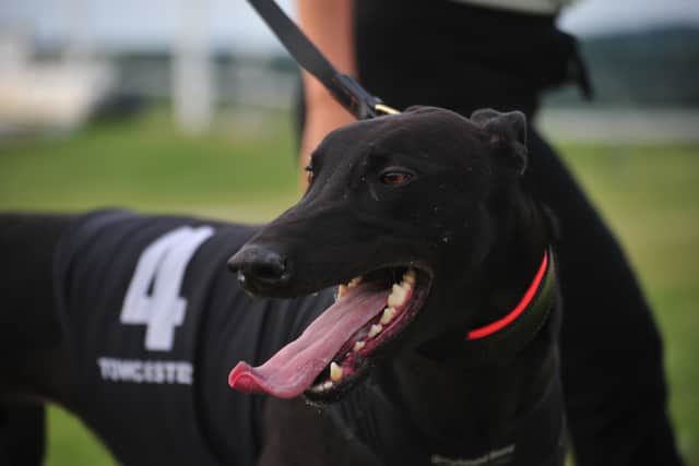 Mario after winning at the English Greyhound Derby.