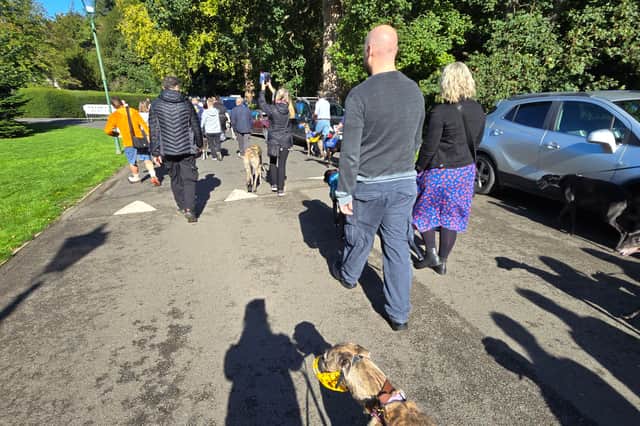 I took part in an international greyhound event - The Great Global Greyhound Walk - along with over 16,500 other sighthounds around the world 