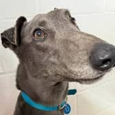 Toto relies on sponsorship from the public to maintain his vision