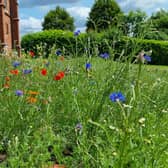 Wild flower planting gives a home to bees and butterflies