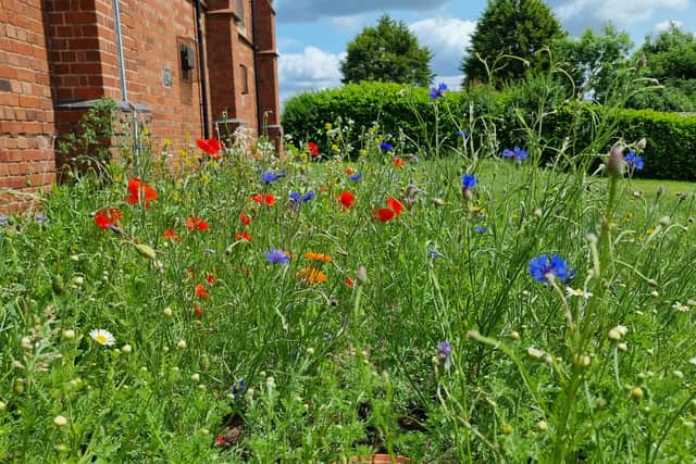 Wild flower planting gives a home to bees and butterflies