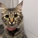 Could you offer Amata the loving new home she needs?