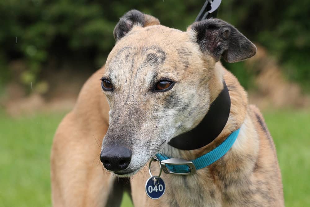 Finn, looking for his forever home