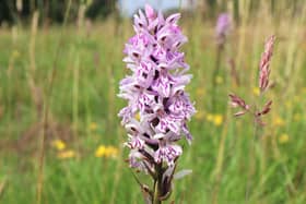 Heathland