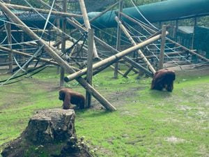 The orangutans exploring their new enclosure