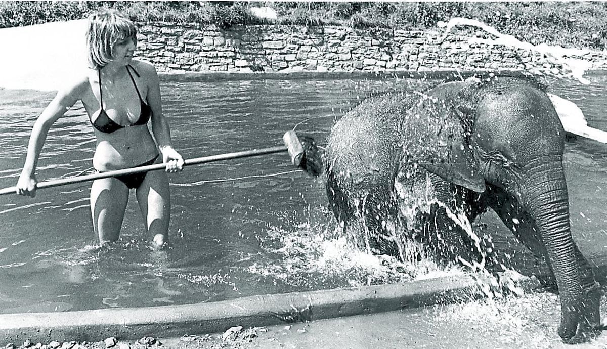 Dudley Zoo keeper Joanne Blount is only too ready to join baby elephant Estar for a dip in the pool during the heatwave in 1979
