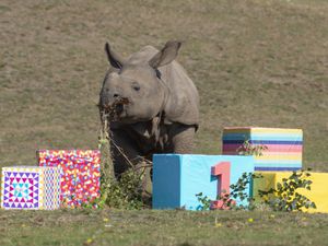 Inesh celebrates his first birthday at West Midland Safari Park